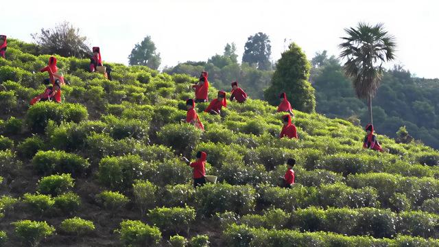 州 庆 ,去 绿 春 过 节 !