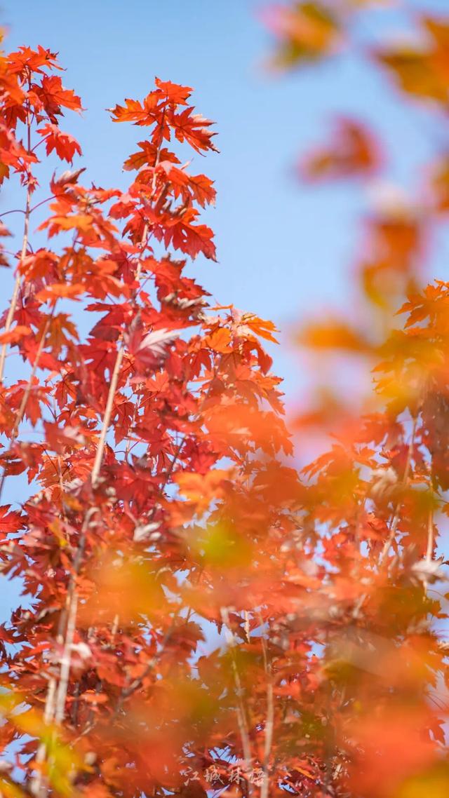 太出片了！这里的枫叶红了，乌桕美了！网友：原来武汉的秋天这么多情！