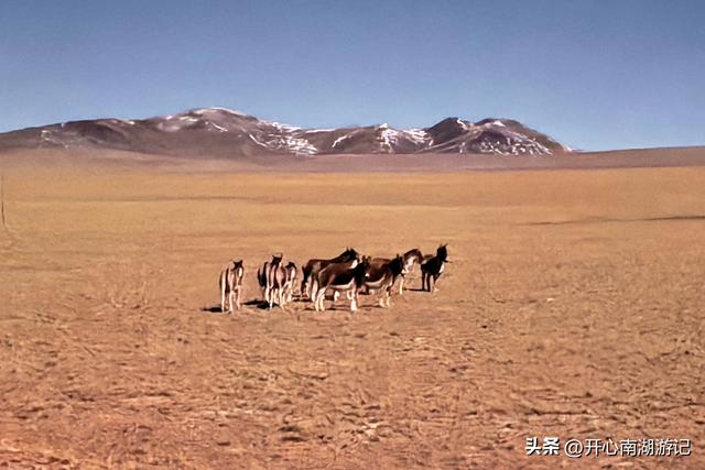 喀什经317到成都，民丰-改则，穿800里无人区，海拔从1500到5400