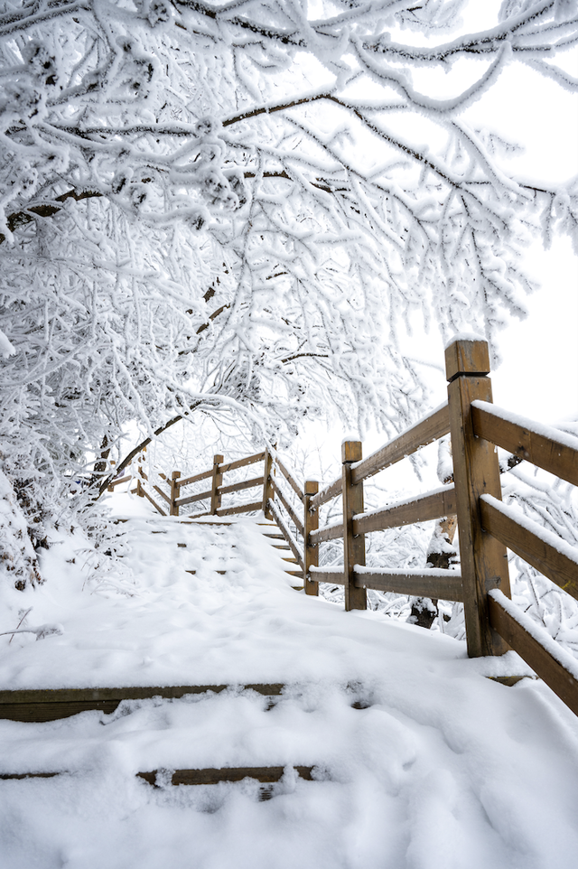 接下来的光雾山，四川人必游！耍雪、赏雪，一次性拿捏多重快乐～