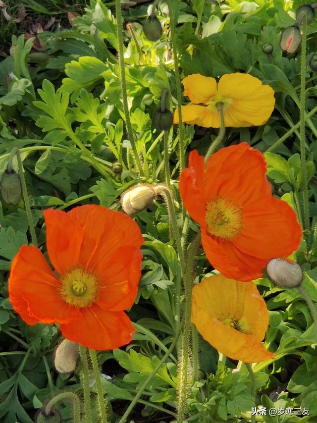 冬日的昆明翠湖