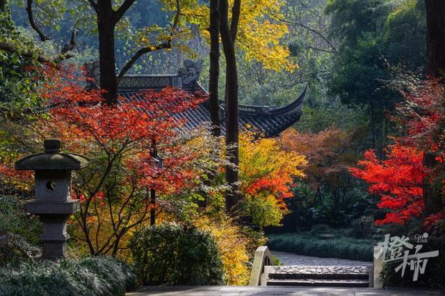 杭州最近美“枫”了，红枫和鸡爪槭还“傻傻分不清楚”？