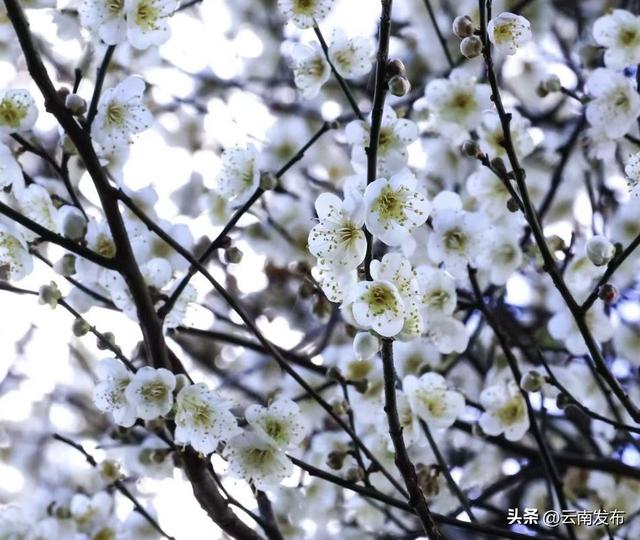 冬日到楚雄南华，赴一场“梅”好之约~