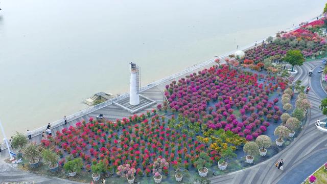 中山这片花海，开了！ | 中山镇街