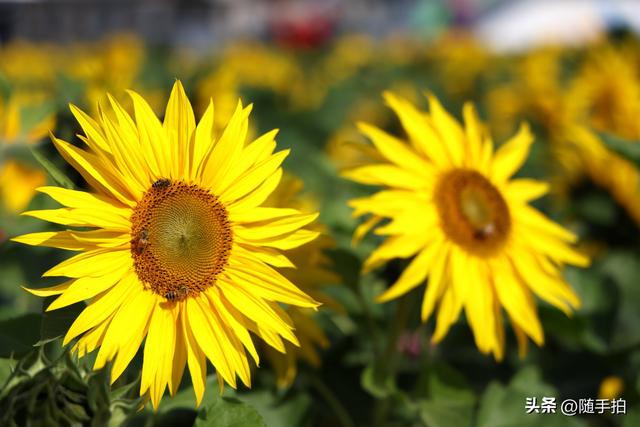 出站即入画，江苏苏州花桥地铁站向日葵花海浪漫触手可及