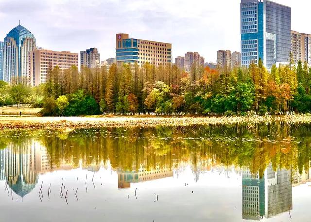 美篇:枫 叶 红 了