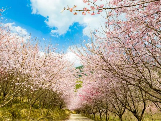 即！将！开！园！明月山花海原居赏樱攻略来啦！