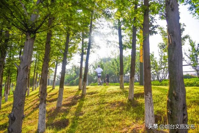 【乐游烟台】邂逅柳林河公园 开启生态宜居的森系时光