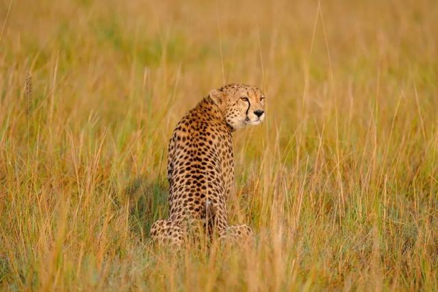 东非草原大堵车，真是中国游客扎堆“挤”出来的？