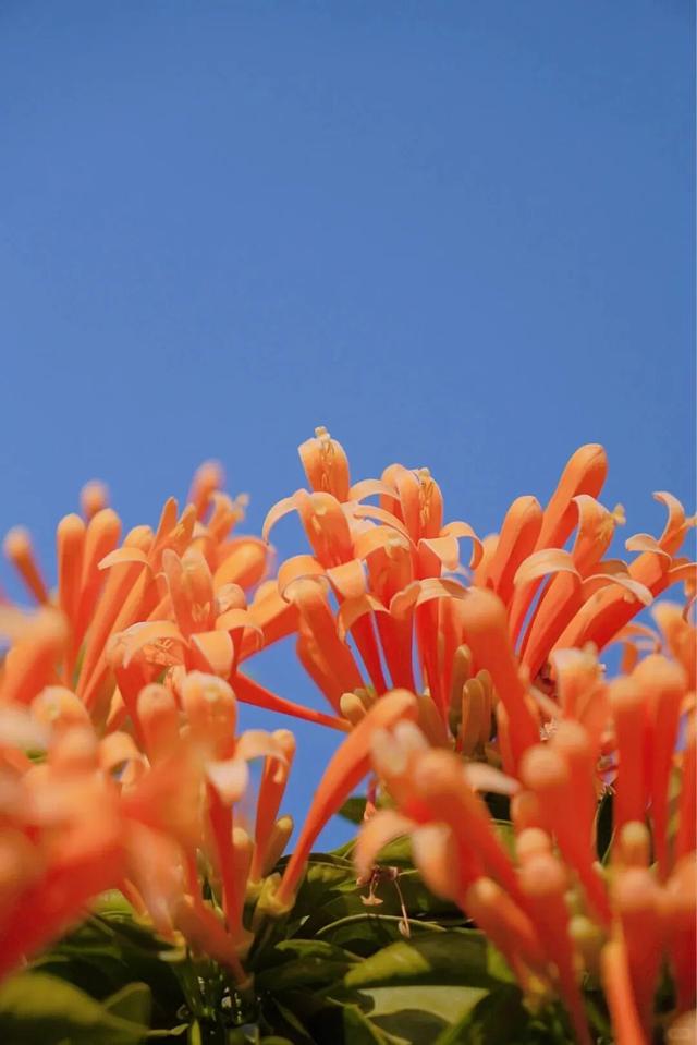 弥勒炮仗花瀑布，太出片了！多个打卡点→