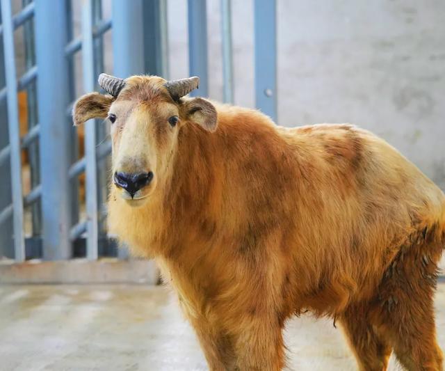 好“牛”!国宝顶流,厦门首展!送票→