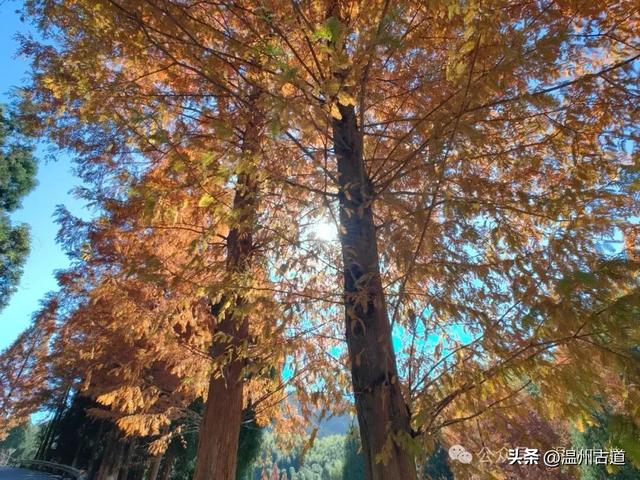 邂逅初冬醉美泽雅风情！藏于乡野的冬日艳遇，每个转角都有惊喜！