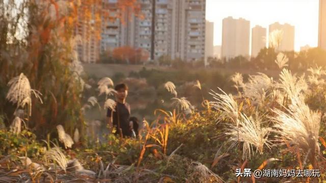 不用去南京，长沙也藏着 “梧桐秘境”！遛娃拍照美到窒息！