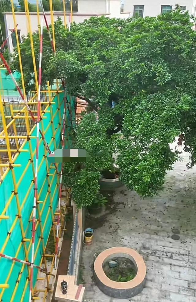 全红婵家邻居终于妥协了，房子常年没人住，让施工队自行修剪树枝