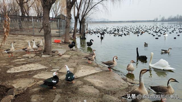 泰安：它是泰城西南著名景点之一，湖光山色，有诸多不同品类动物