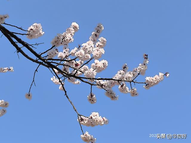 春暖花先知，早樱花成云