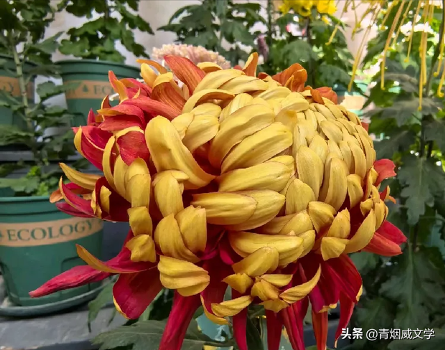 趵突菊韵 锦绣泉城