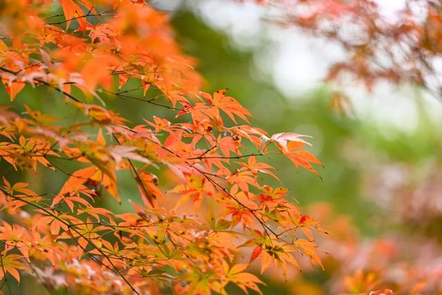 谁说重庆没有秋天?都藏在这些公园里→