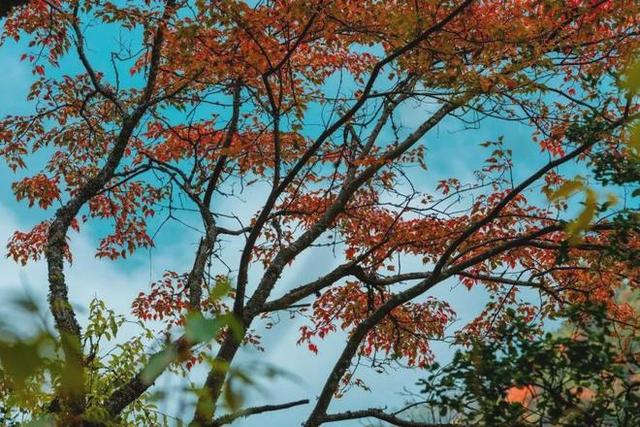 安康南宫山：五彩秋色惹人醉