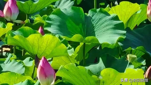 “荷”你一起，邂逅射阳夏日限定浪漫~