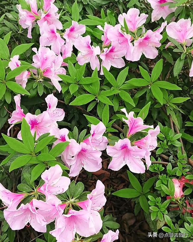 成都公园最大规模杜鹃花开了，200多亩花开成海，不要门票！