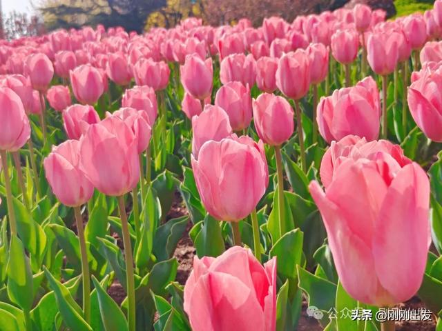 大连发现一片免费郁金香，开得太美了