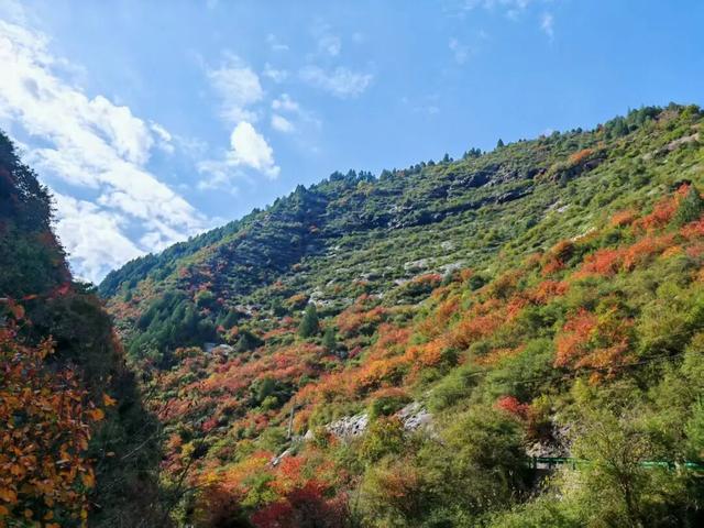 秋日限定 | 两当：把秦岭秋韵装进红叶里