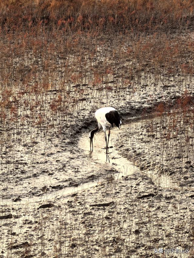 2025辽宁赏秋之旅日记(6)——到辽河口中国最北海岸线看日出 观鸟