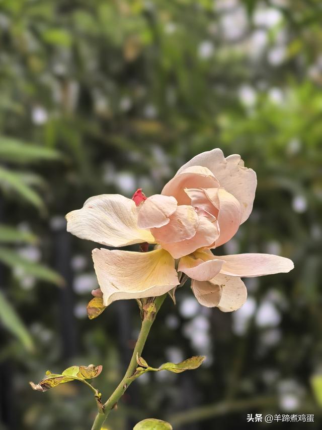 秋风独宠一园菊，晚来香艳出樊篱——北京北海公园2025年菊花展