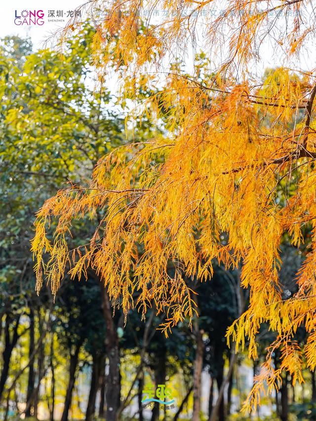 太出片啦！龙岗最浪漫的「美拉德季」即将到来！