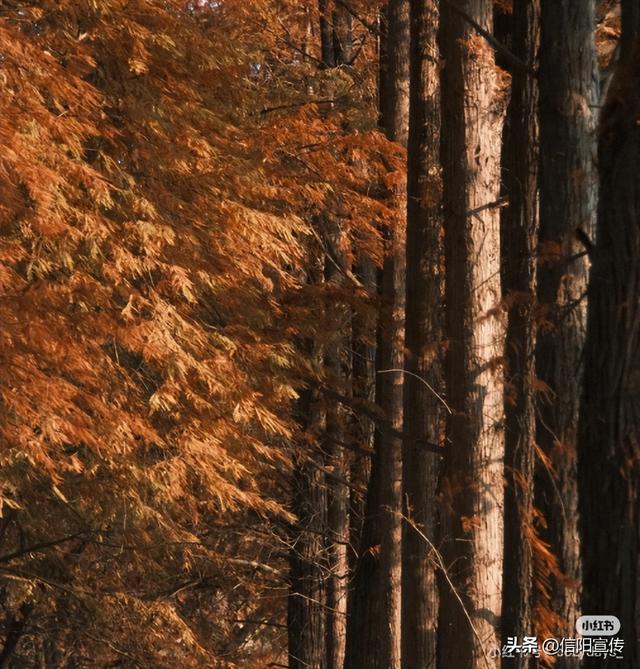 冬日信阳，独具魅力！