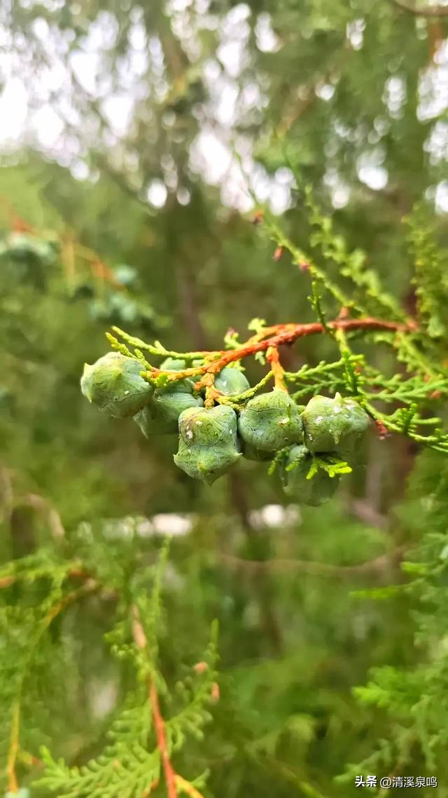 双柏连理处，情定九峰间