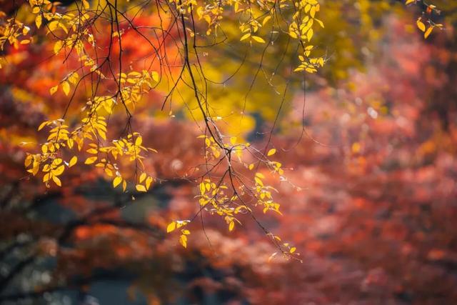 秋色限定!沪上园林已达颜值巅峰→
