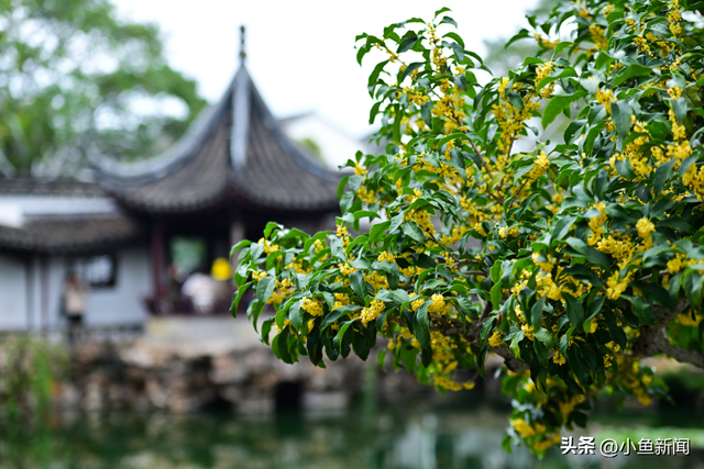 美爆了！苏州秋日大片，上新了！