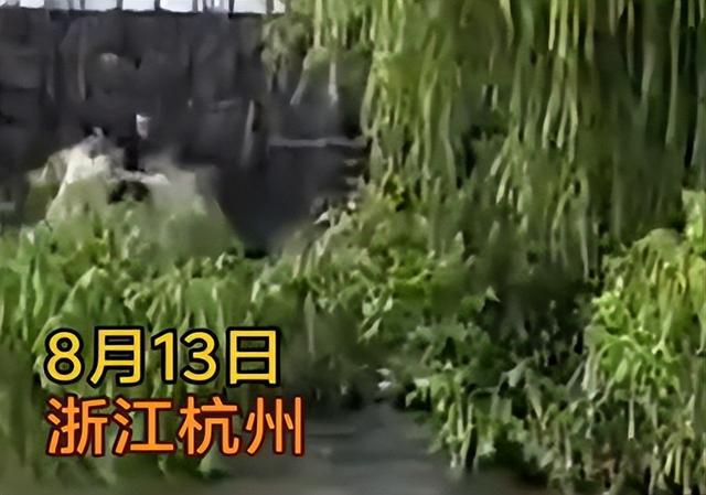 4名游客卷入钱塘江！迅速被冲散，记者曝全过程，没一个值得同情