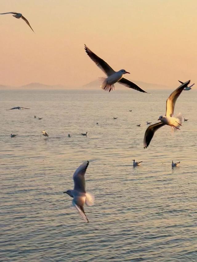 真的很美！2025苏州太湖观鸟超详细攻略来啦！