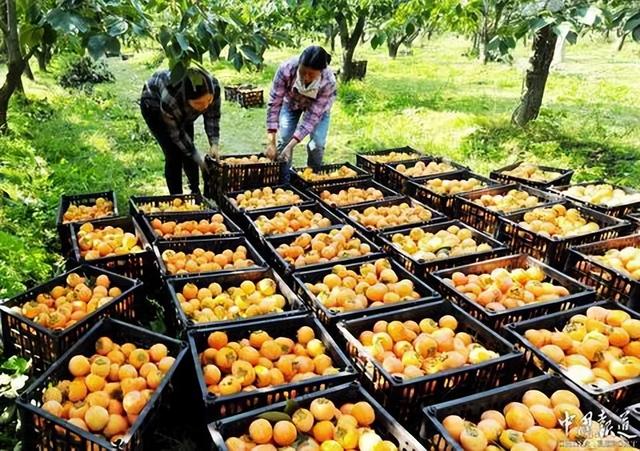 运城周末遛娃天花板！亲子采摘甜翻时光～