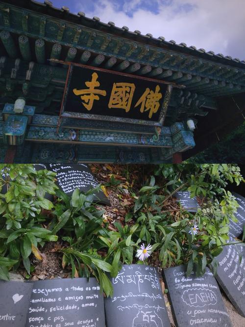韩国庆州佛国寺，习唐宋茶礼传承，五味子茶承载中韩地缘文化联结