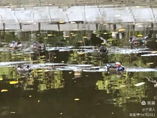 兆麟公园看鸳鸯戏水