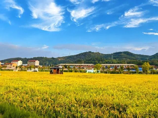 全省推介！杨凌金秋采摘休闲游入选