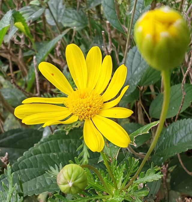 繁花似锦的秋天