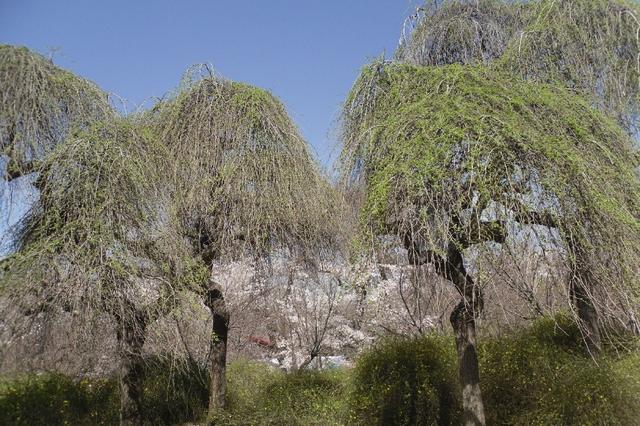 北京玉渊潭公园 樱花漫舞的诗意秘境