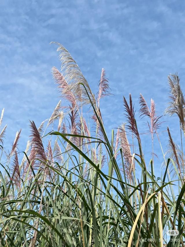 地铁直达！免费！成都20个绝美赏秋地，银杏水杉梧桐红枫限时上演！就在家门口！