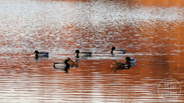 新年过后，泽州来了一群“稀客” →