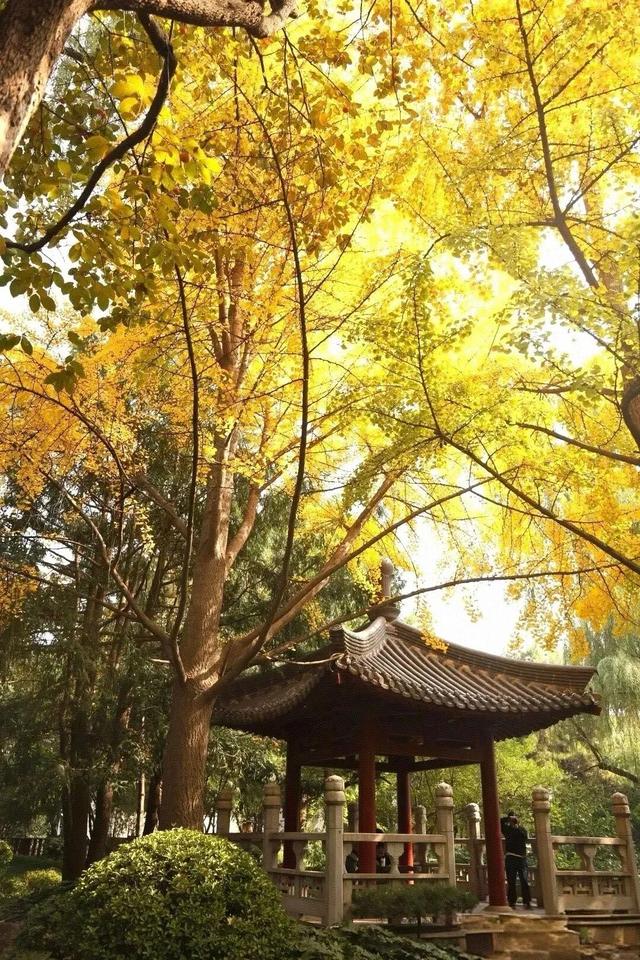 西安周末好去处——初冬8处宝藏公园免费又好玩！