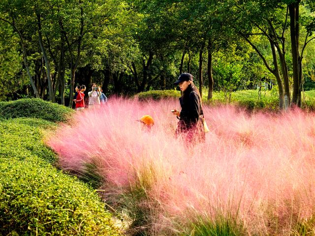 来啊！抓住粉黛小尾巴，错过再等一年！