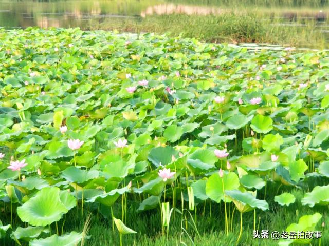郑州市西流湖公园时下正是赏荷花观芦花的绝佳时候