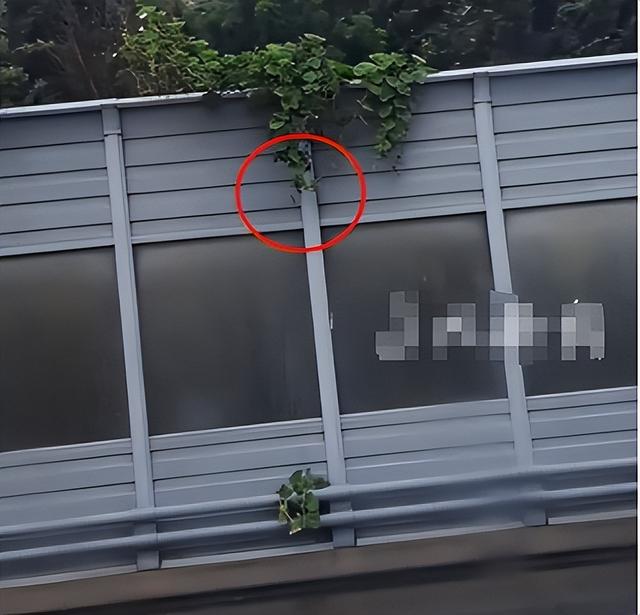 摘葫芦男“社会性死亡”：处罚曝光，婚礼取消，脸面和幸福都没了