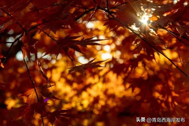 走不出这画了,我已被西海岸的秋景迷倒 🥹