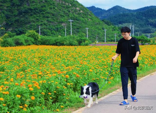 延庆“莫奈花园”！包出片——